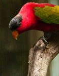 image of lory