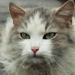image of animal