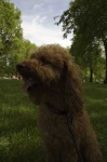 image of toy_poodle #4