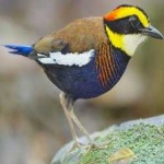image of bird