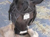 image of animal