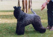 image of kerry_blue_terrier