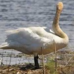 image of bird
