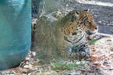 image of jaguar_car