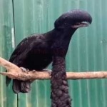image of bird