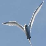 image of bird