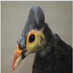 image of bird