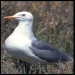image of bird
