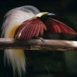 image of bird