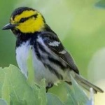 image of bird