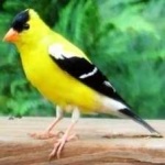 image of bird