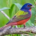 image of bird