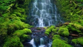 image of tropical_forest