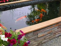 image of pond