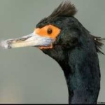 image of bird