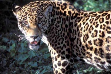 image of jaguar_car