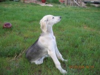 image of saluki