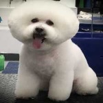 image of animal