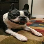 image of animal