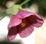 image of flower