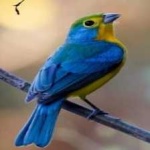 image of bird