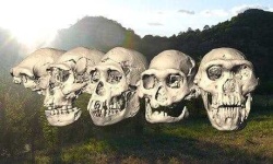 image of skull