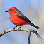 image of bird