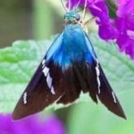 image of animal