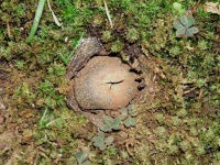 image of earthstar