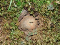 image of earthstar #3