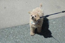 image of toy_poodle