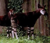 okapi