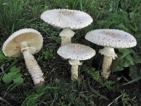 image of amanita #6