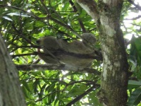 image of three_toed_sloth