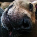 image of dog_nose