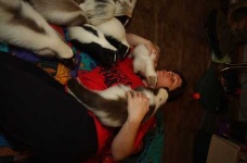 image of skunk
