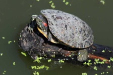 image of animal