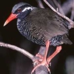 image of bird