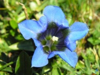 image of flower