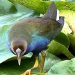 image of bird