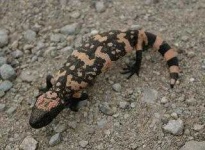 image of gila_monster