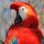image of bird
