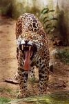 image of jaguar_car
