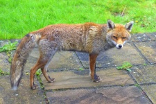 image of animal