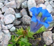 image of flower