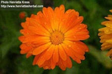 image of flower
