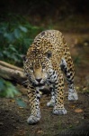 image of jaguar_car