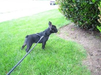 image of french_bulldog