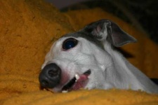 image of italian_greyhound
