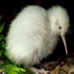 image of bird_kiwi #138